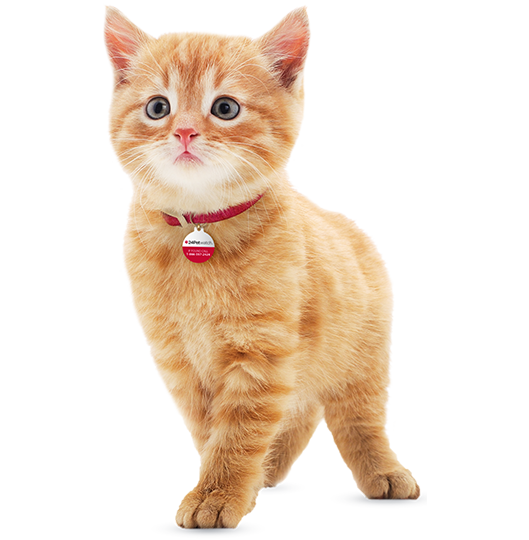Cat wearing a collar with tag Cat wearing a collar with tag