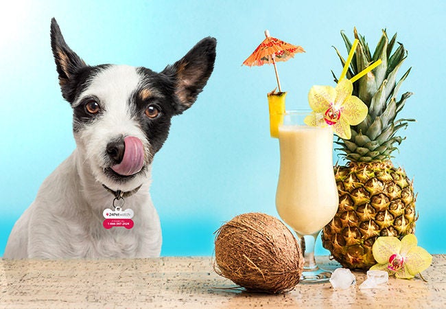 Pina colada tasty treat for dog