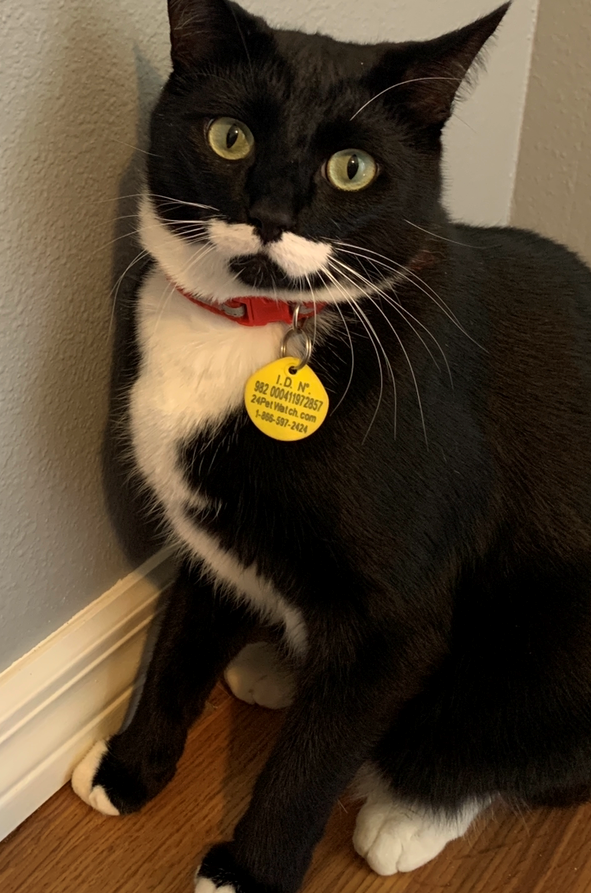 larry the cat