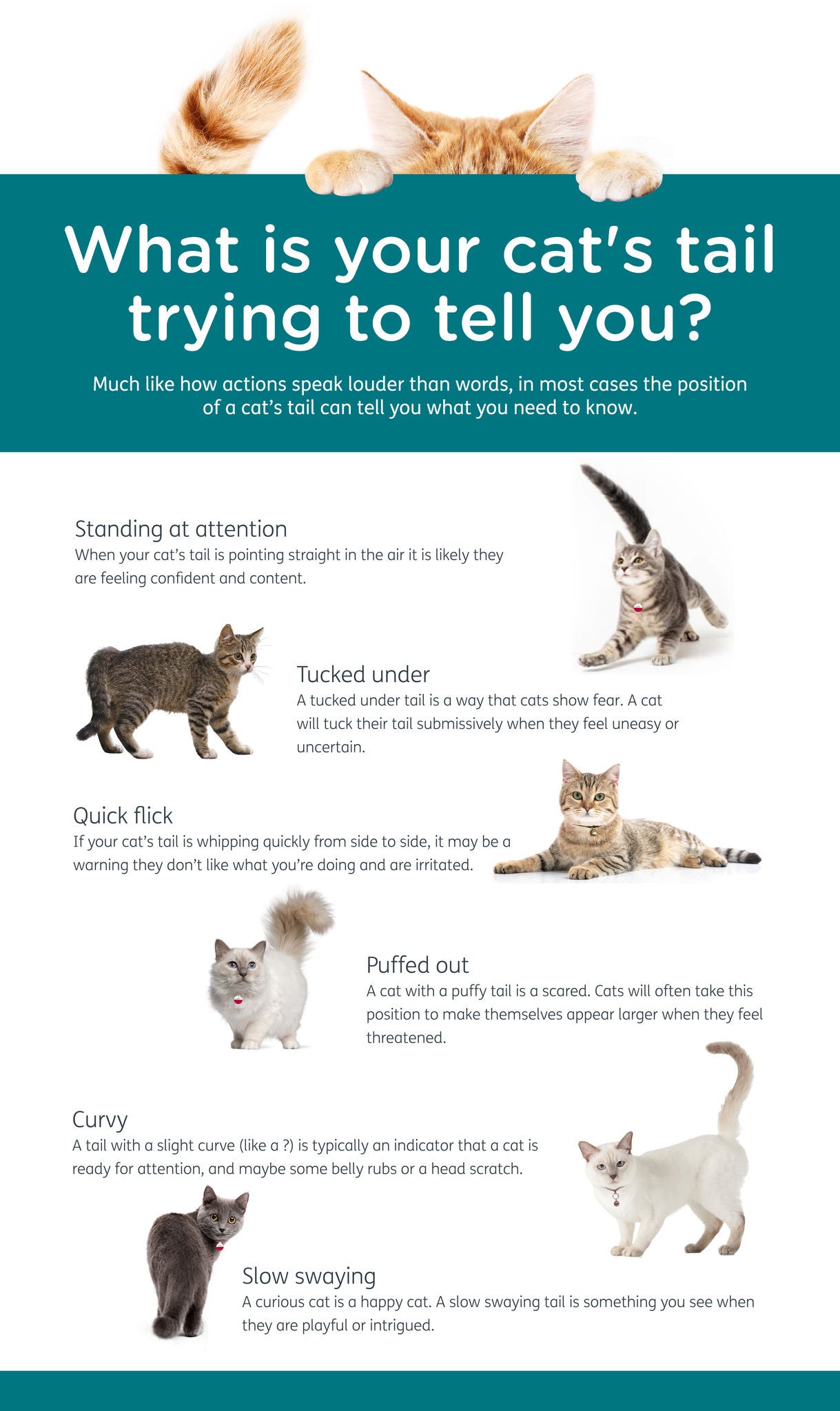 24Petwatch Canada Understanding cat tails Silent communication
