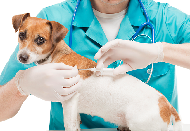 Vet microchipping a cute white small dog with special syringe