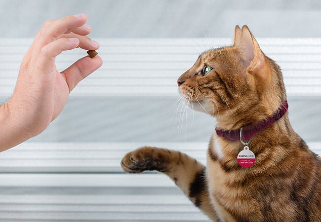 Cat being fed a tasty tuna treat