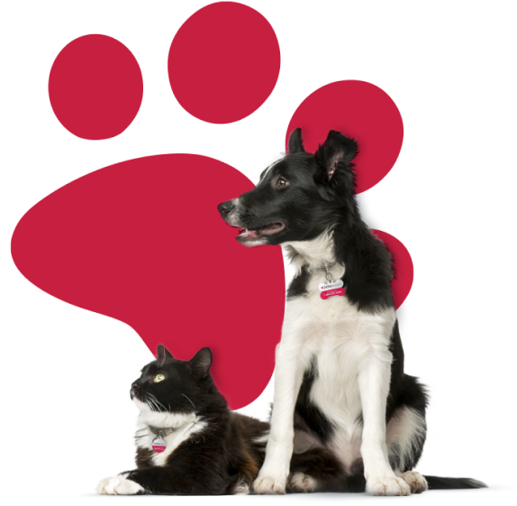 Dog and cat wearing collars with tags