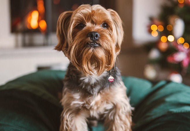 thumbnail - Portrait of cute dog in Christmas decorated home