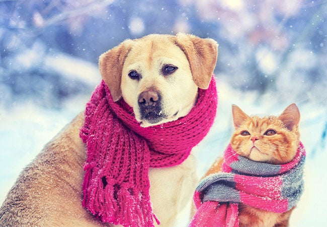 Cat and dog wearing scarfs