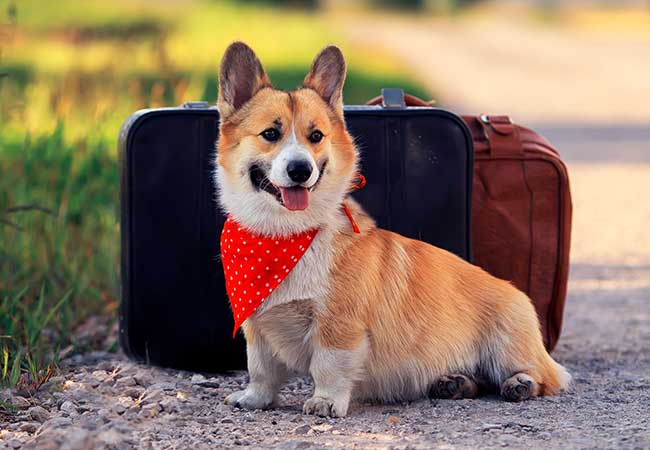 puppy red dog Corgi sits on the road at two old suitcases waiting for passing transport on a hot summer day