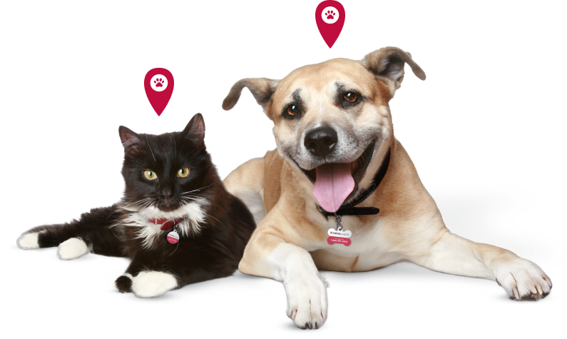 Cat and dog with collars