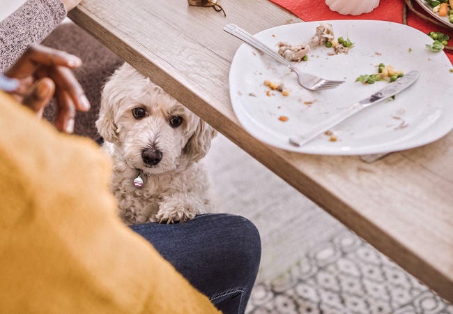 Holiday Food Safety For Pets