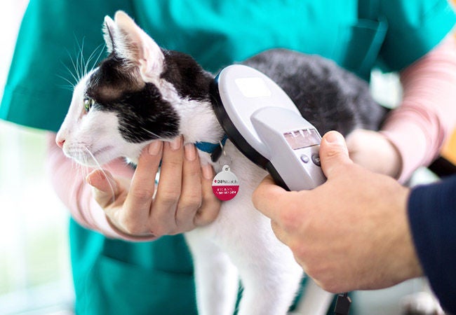 Cat getting scanned for microchip