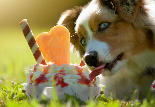 Australian Shepherd dog licking on an ice cream