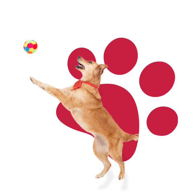24Petwatch Membership Benefits