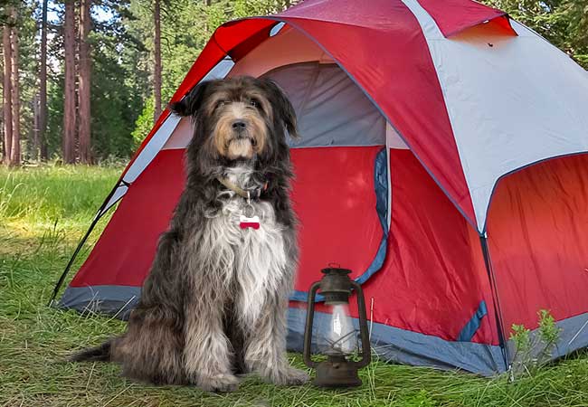 Dog Sitting outside next to camping tent