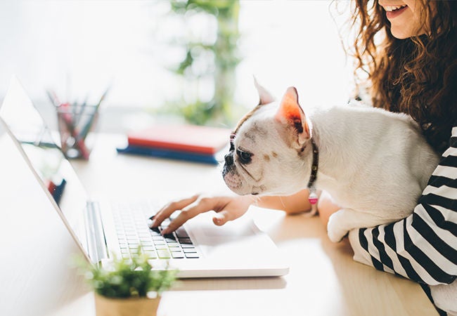 small dog sitting on young women's lap, as she works on her laptop computer 