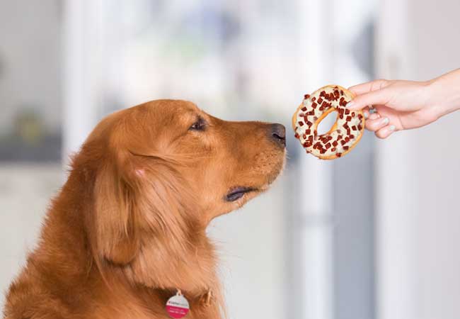Women's hand  feeding donut to Golden Retriever