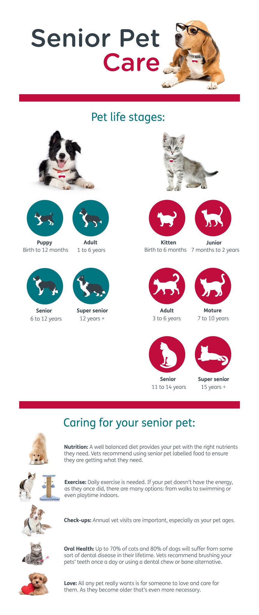 Senior Pet Care Infographic