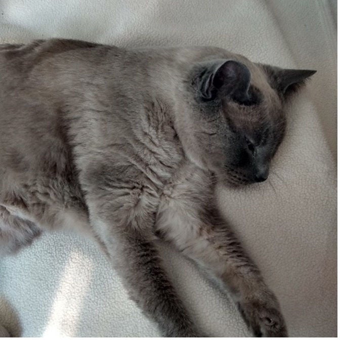 larry the cat