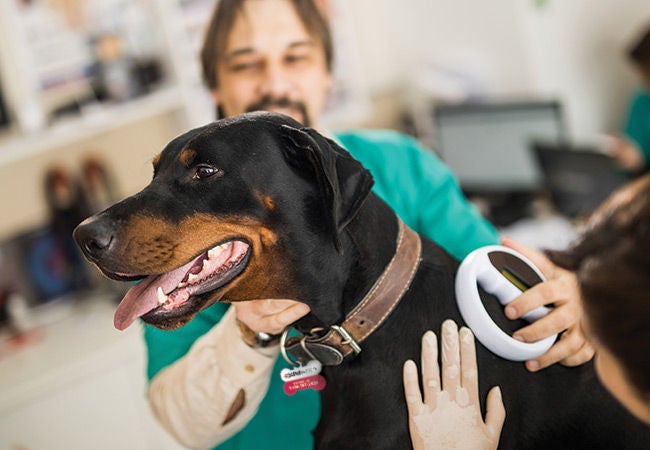 thumbnail dog microchip scan
