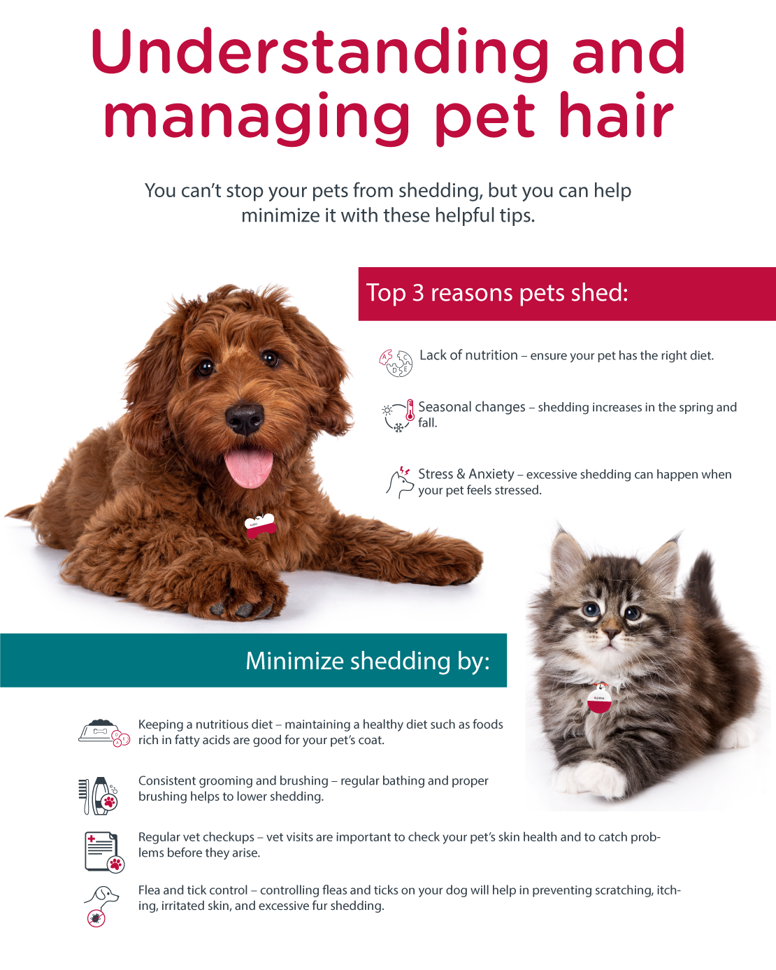 Pet Shedding Inforgraphic