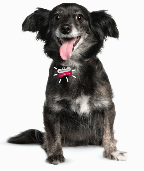 Dog wearing a collar with tag Dog wearing a collar with tag