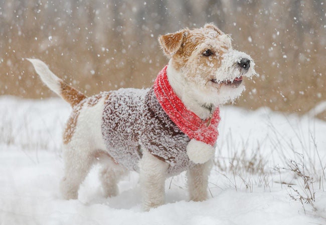 thumbnail - dog standing in snow wearing a red scarf and brown sweater