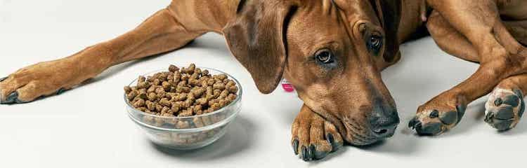 My dog is a fussy top eater