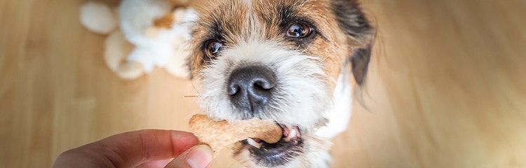 Doggy mints online