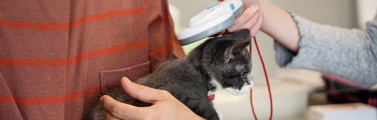 Lost cat discount microchip