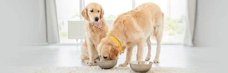 Golden retriever picky eater discount