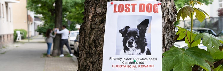 24petwatch lost pet 2025