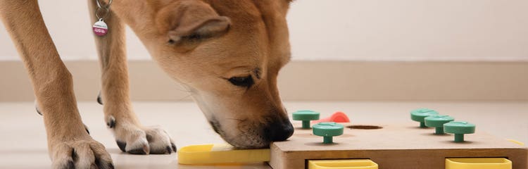 Dog toys cheap to stop boredom