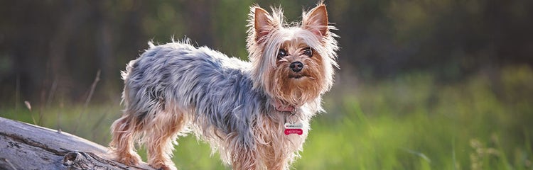 wie schwer es un yorkshire terrier