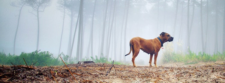 Finding a lost dog in cheap the woods