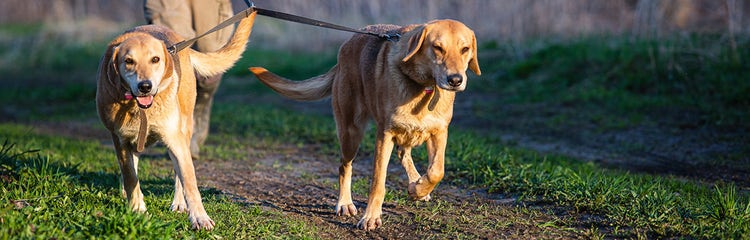 Walk two clearance dogs at once