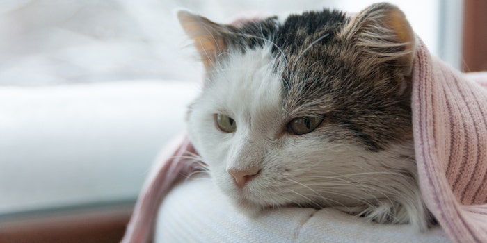 Can cats pass colds to each other 2025