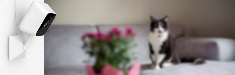 Hive pet 2024 camera