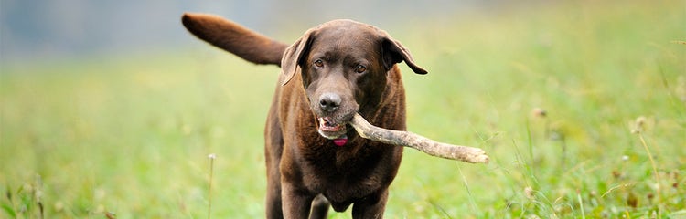 Owning a chocolate lab discount