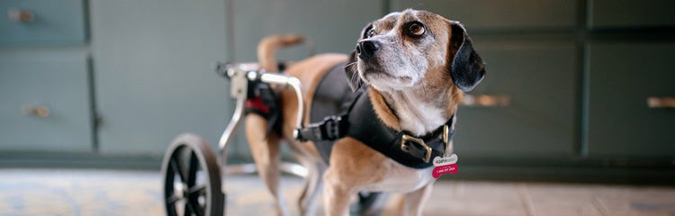 Disabled pet essentials clearance