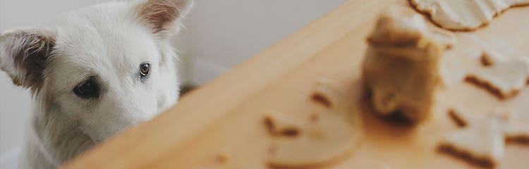 Allergy friendly deals dog treats
