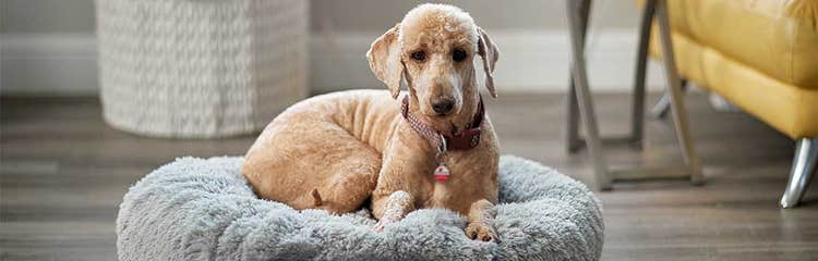 Bed for hotsell anxious dog