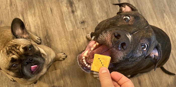 24Petwatch DIY hypoallergenic dog treat recipes The ultimate guide