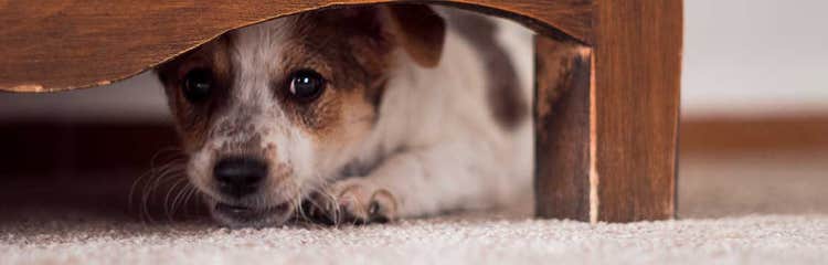 Home remedies for separation anxiety in dogs clearance