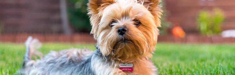 wie schwer es un yorkshire terrier