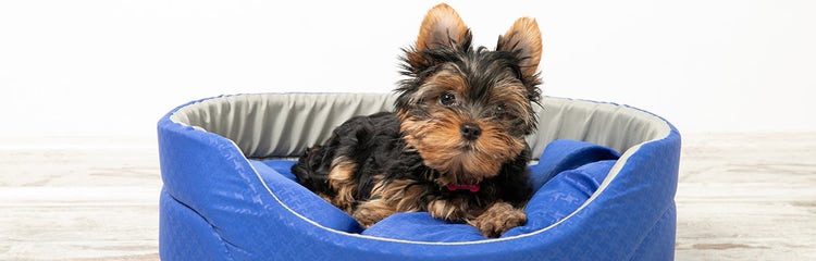 Dog beds for yorkies clearance
