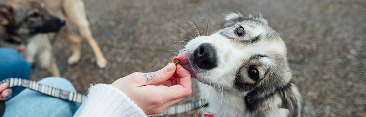Training two dogs to walk together online
