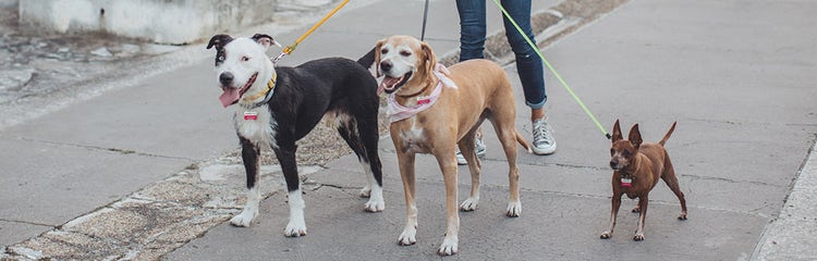 Training two dogs to walk cheap together