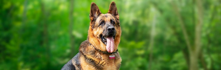 Renting a house with a german shepherd top
