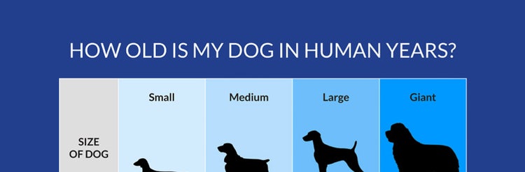 24Petwatch How old is my dog in human years