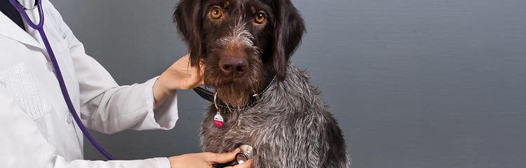 Canada online heartworm meds