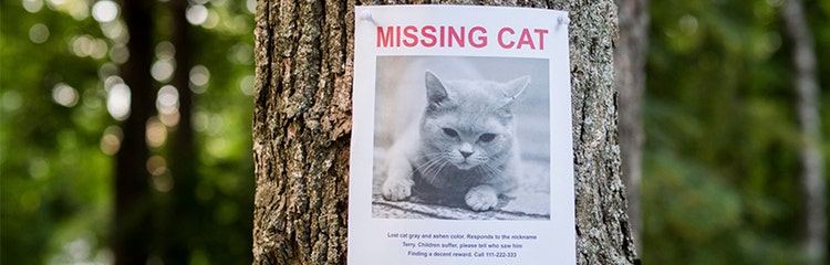Lost my cat on sale