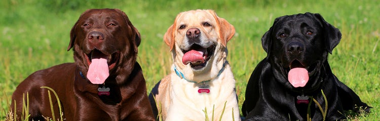 24Petwatch The Labrador Retriever Breed information and care guide